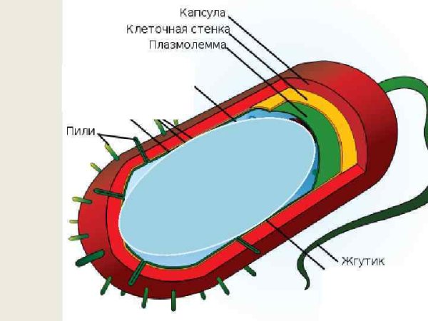 Вторичная клеточная стенка растений