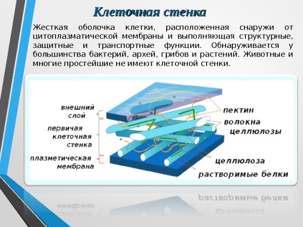 Поры в оболочке растительной клетки