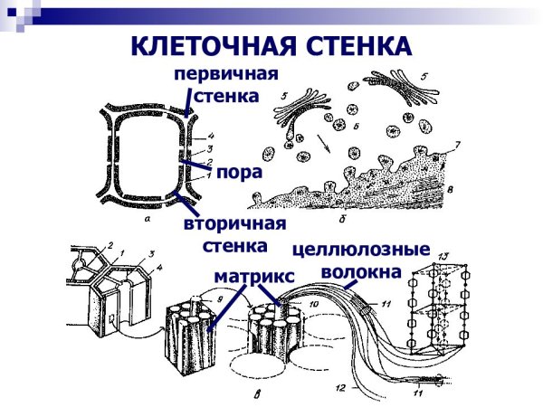 Клеточная стенка функции 5 класс биология