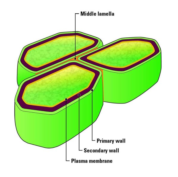 Plant Cell Wall
