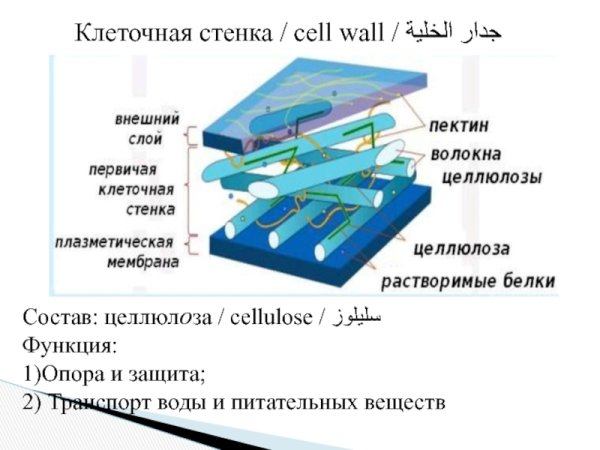 Как выглядит клеточная стенка в клетке