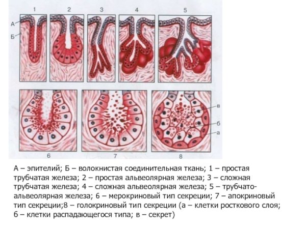 Сложная разветвленная альвеолярная железа