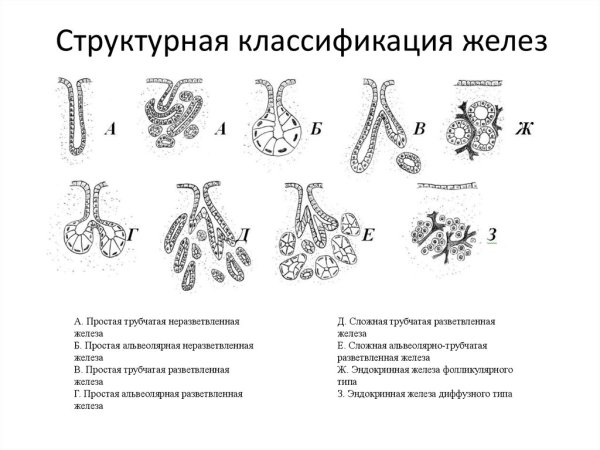 Классификация экзокринных желез гистология