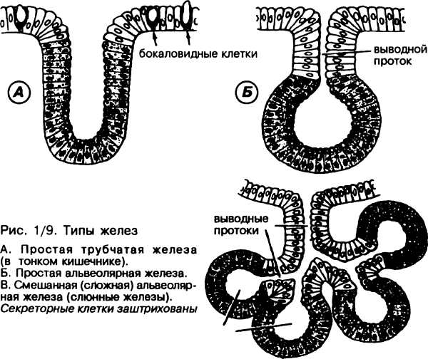 Простая альвеолярная железа