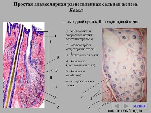 Простая разветвленная альвеолярная железа кожи сальная железа