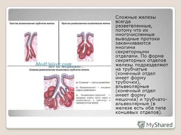 Простая разветвленная альвеолярно трубчатая железа