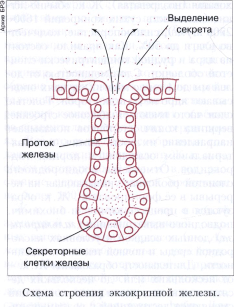Схема строения экзокринных и эндокринных желез