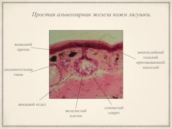 Многослойный плоский эпителий кожи лягушки
