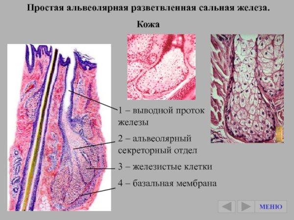 Сальные железы простые альвеолярные