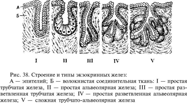Простая альвеолярная разветвленная железа сальная железа