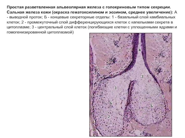 Строение и типы экзокринных желез