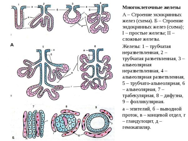 Трубчатые экзокринные железы