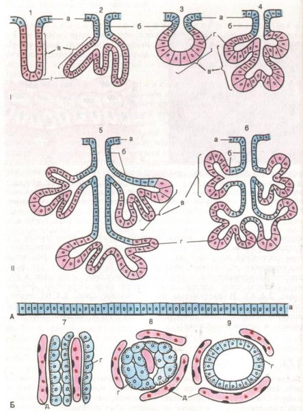 Строение сальной железы гистология