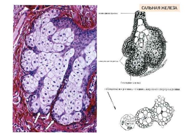 Околоушная железа сложная альвеолярная