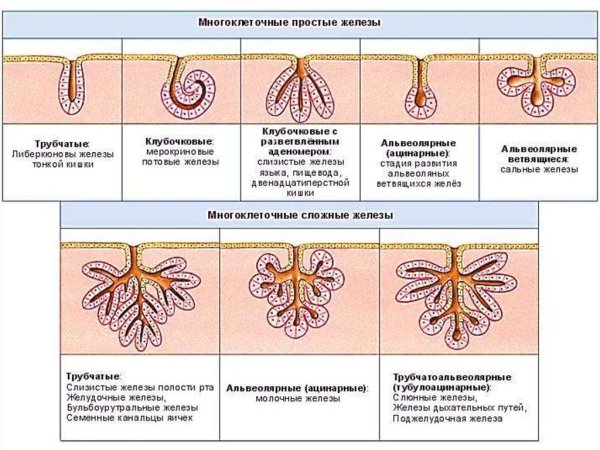 Альвеолярно трубчатые железы слюнные