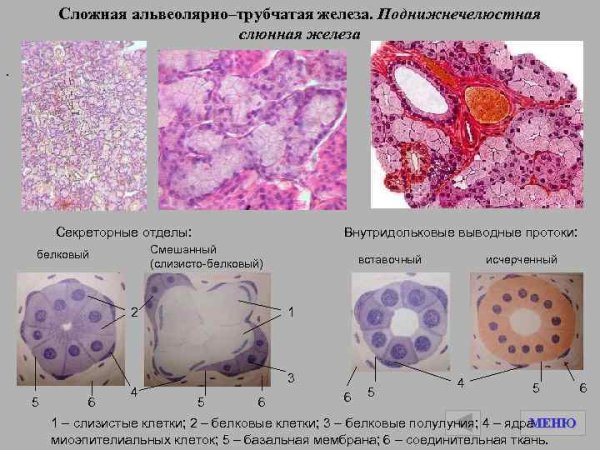 Строение альвеолы молочной железы