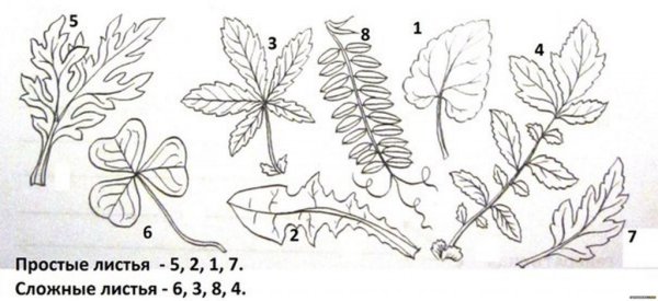Сложные листья рисунок
