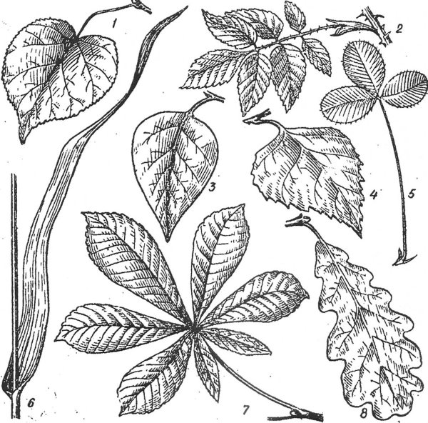 Деревья со сложными листьями