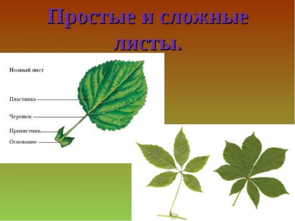 Лист простой или сложный