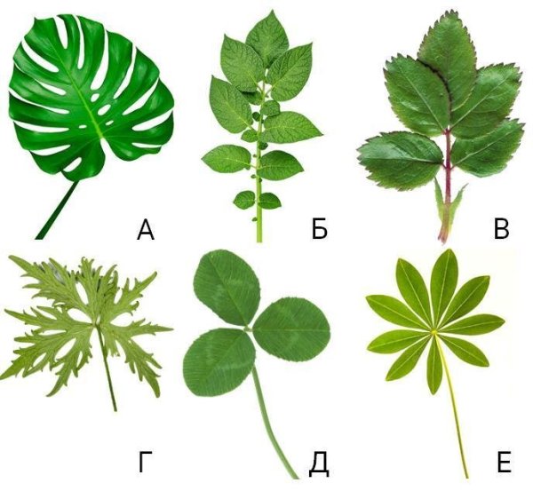Каштан конский жилкование листа