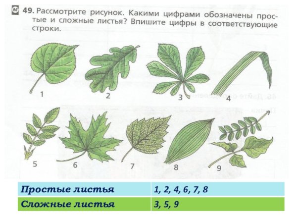 Лист простой и сложный рисунок