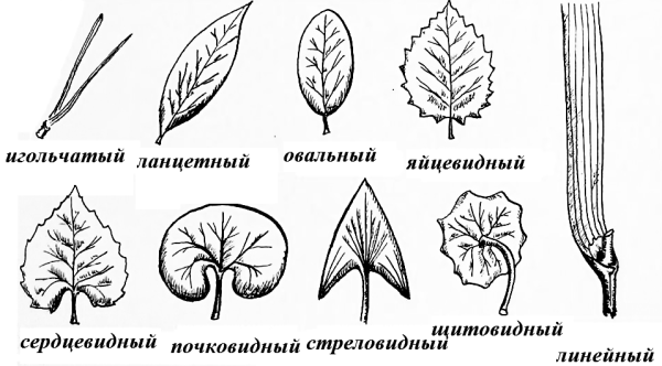 Ланцетная форма листа