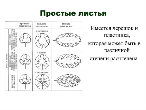 Форма листа морфология