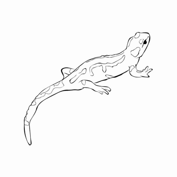 Ящерица на Камне раскраска