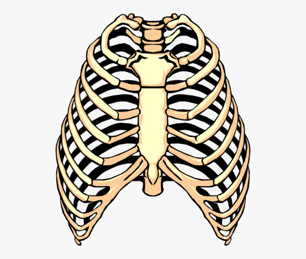 Скелет ребра