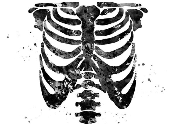 Грудина скелет анатомия