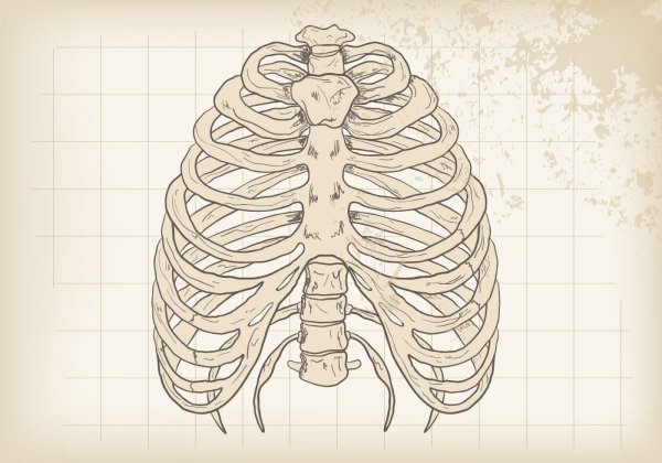 Ребра рисование