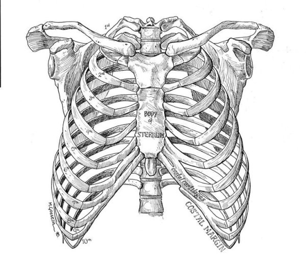 Грудная клетка Кощея