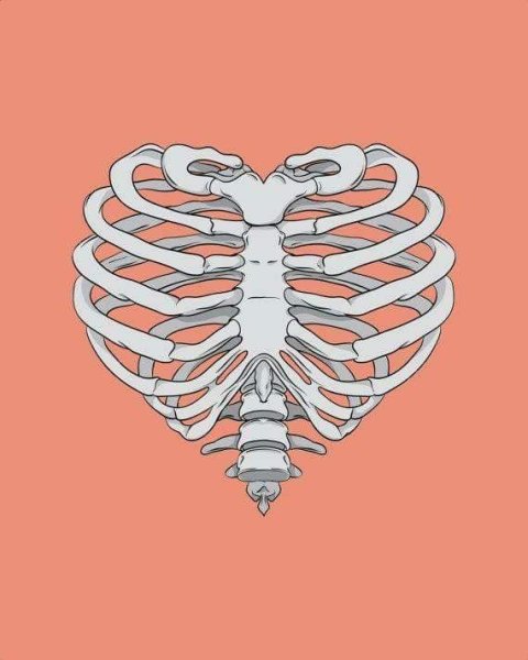 Баммес анатомия грудная клетка