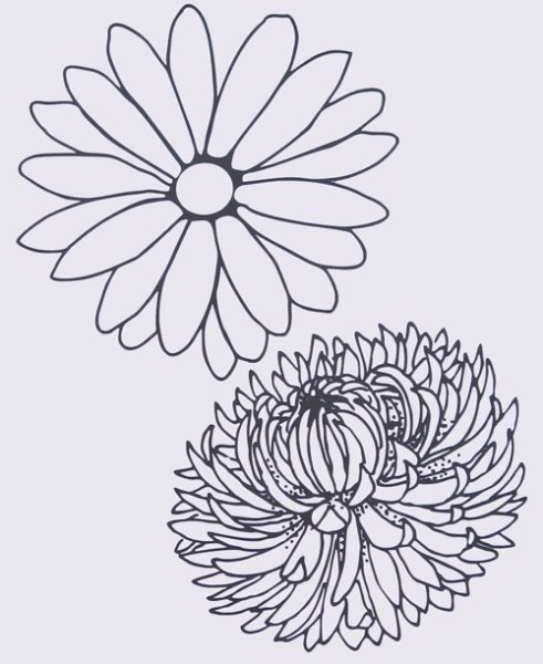 Раскраска Астра цветок