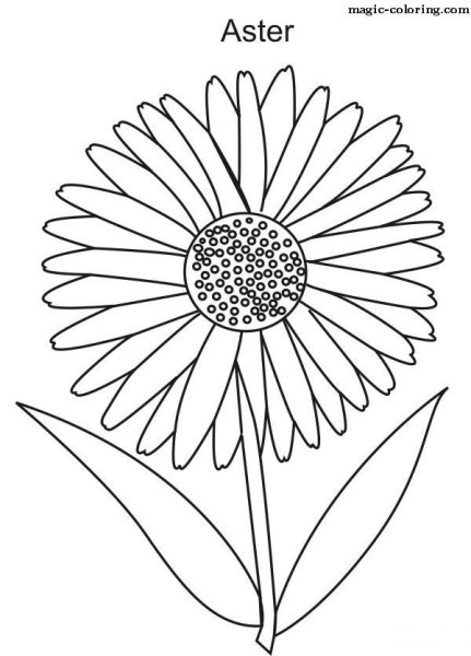 Астра раскраска для детей