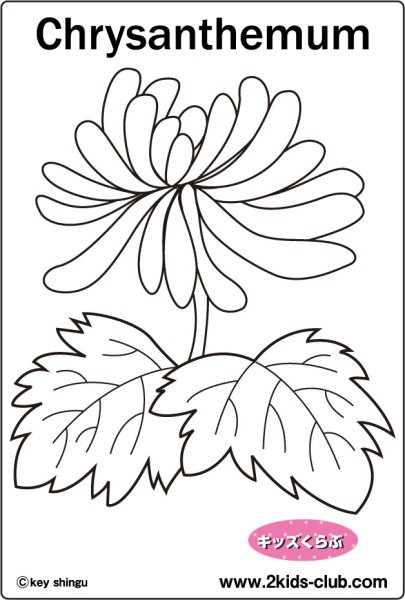 Хризантема трафарет