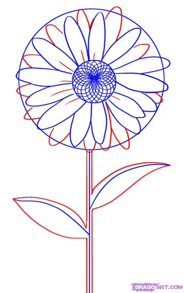 Хризантемы поэтапно