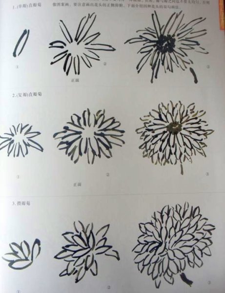 Хризантемы поэтапно