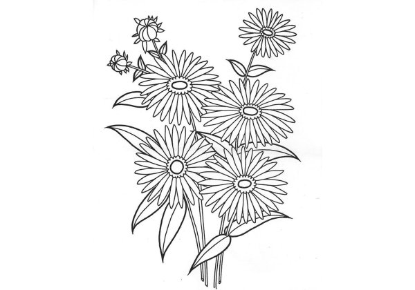 Раскраска Астра цветок
