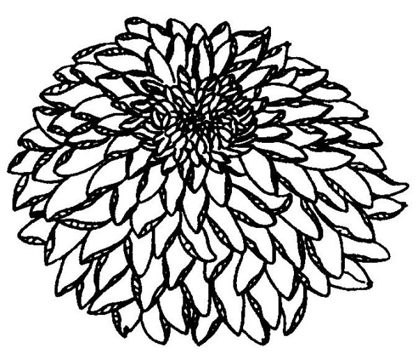 Хризантема раскраска