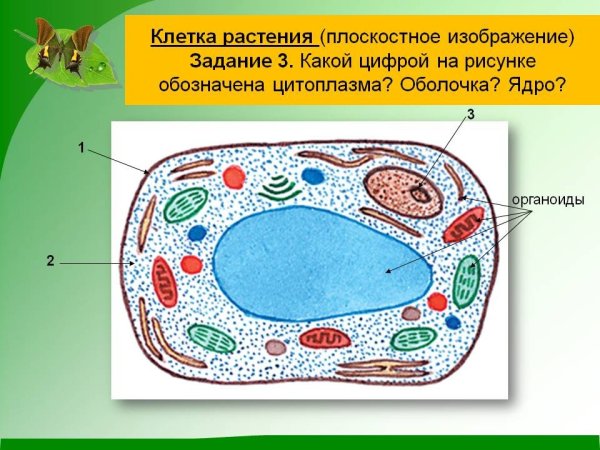 Нарисовать органоид растительной клетки