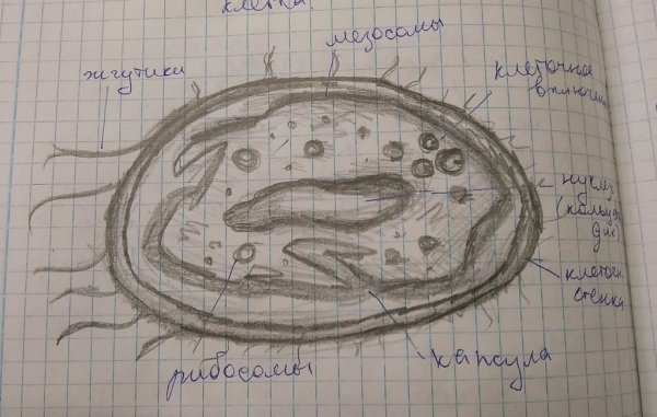 Клеточный сок растительной клетки