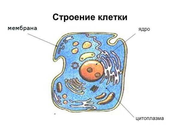 Клетка организма
