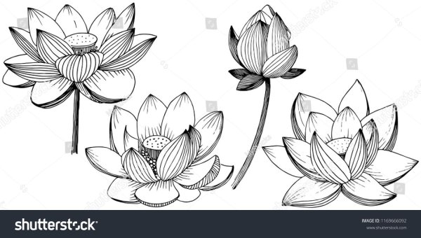 Цветы для срисовки лёгкие карандашом