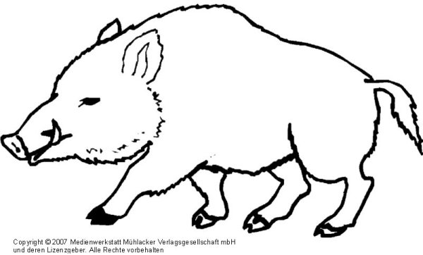 Поэтапное рисование кабана для детей