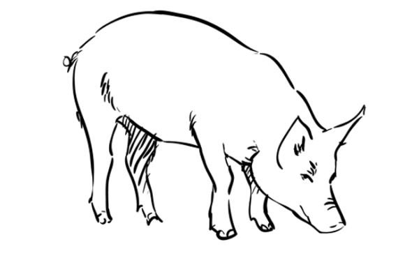 Поэтапный рисунок свиньи