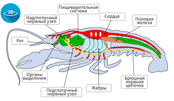 Строение членистоногих класс ракообразные