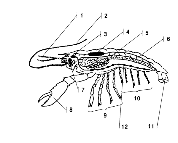 Десятиногие ракообразные строение