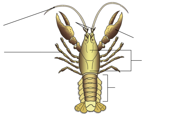 Строение головогруди ракообразных