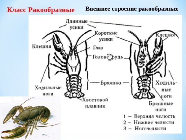 Строение членистоногих ракообразные